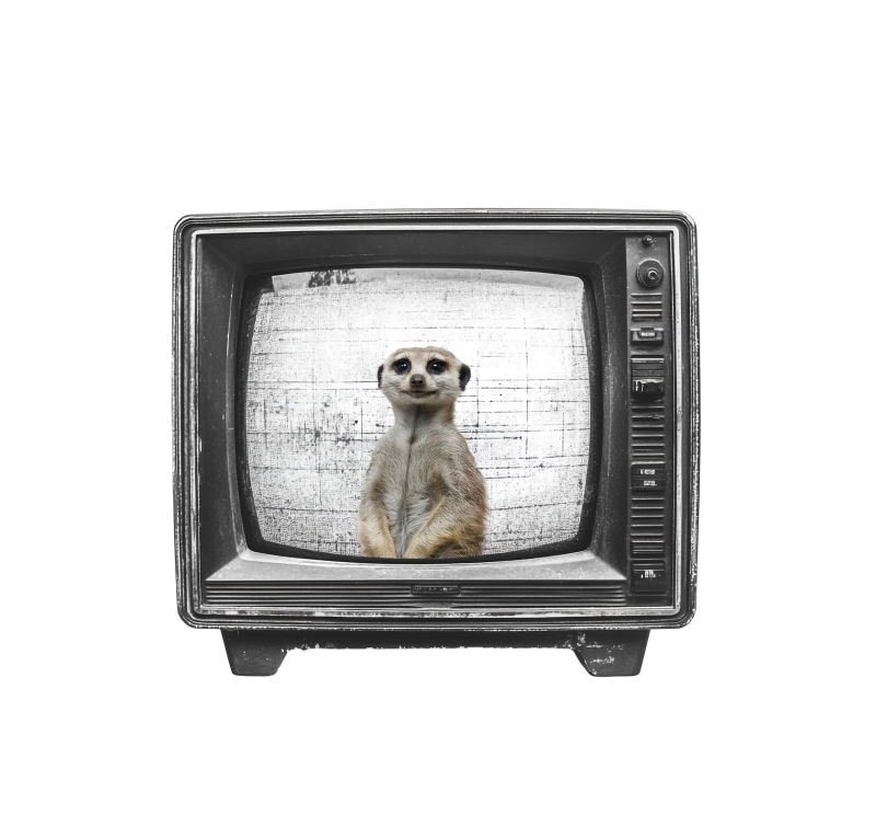 Surikata v televizi