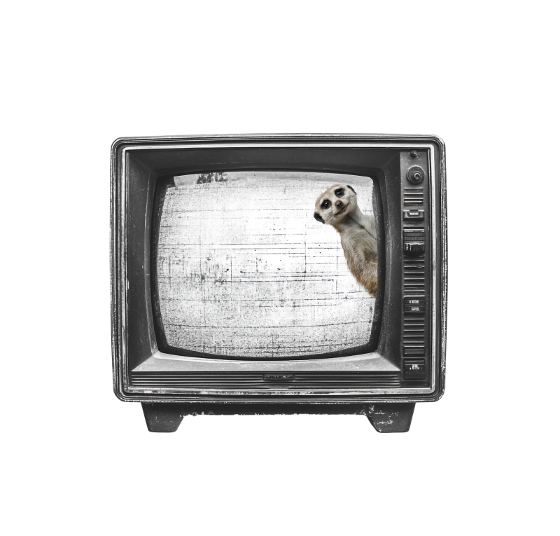 Surikata v televizi