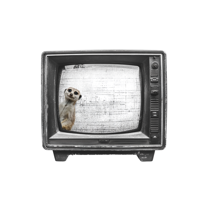 Surikata v televizi